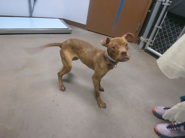 TWEETY - American Pit Bull Terrier available for adoption