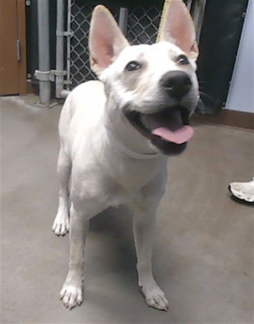 CINEMA - German Shepherd Dog available for adoption