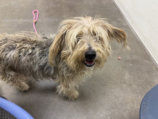 SLIDER - Maltese available for adoption