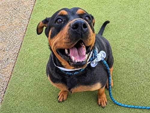 NANA - Rottweiler available for adoption