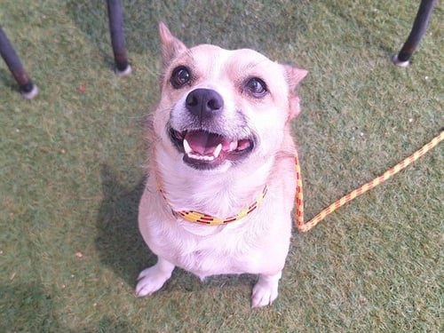 LITTLE LAD - Chihuahua available for adoption