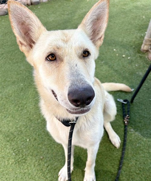FIONA - Husky available for adoption