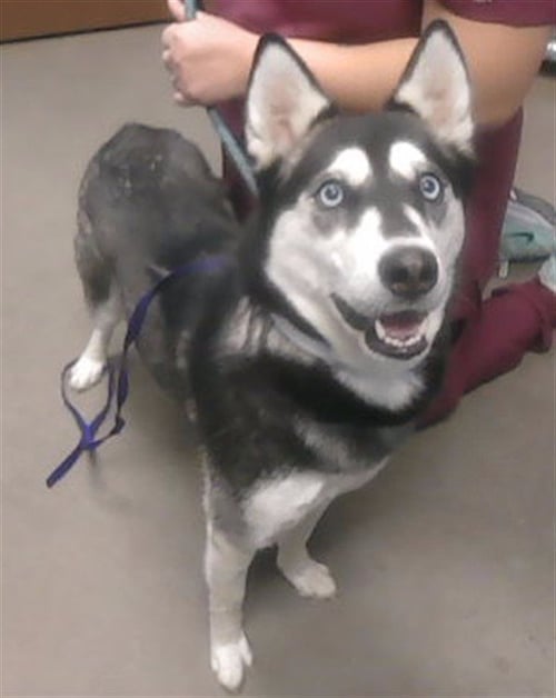 CUTIE - Alaskan Klee Kai available for adoption