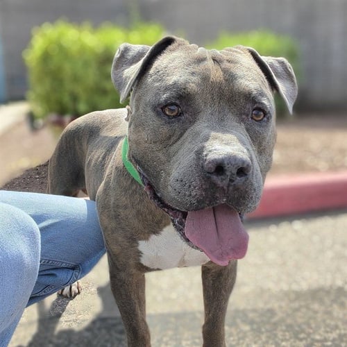BIGELOW - American Pit Bull Terrier available for adoption