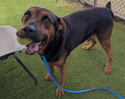 REGGIE - Rottweiler / German Shepherd Dog available for adoption