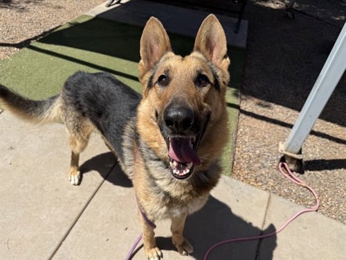 CAMELOT - German Shepherd Dog available for adoption