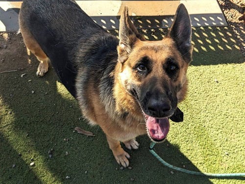 ASTRID - German Shepherd Dog available for adoption