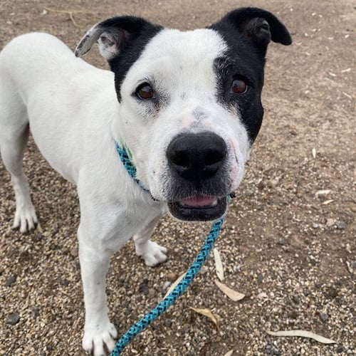 SPOT - American Pit Bull Terrier available for adoption