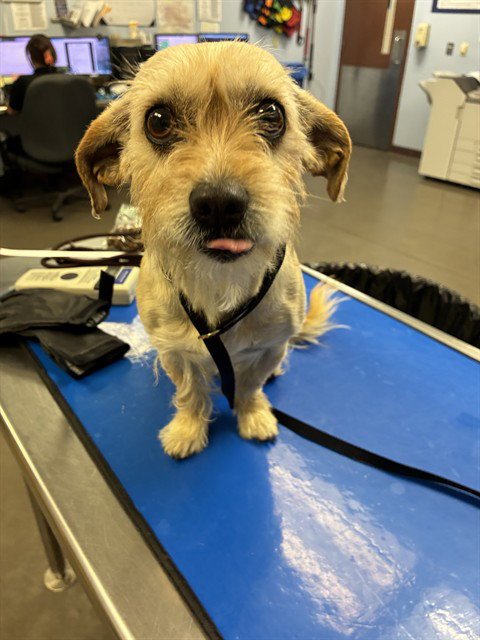 LILAC - Cairn Terrier available for adoption