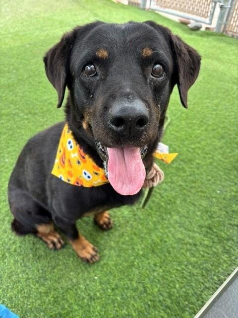 ADA - Rottweiler available for adoption