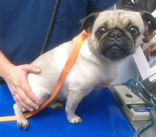 PEACH - Pug available for adoption