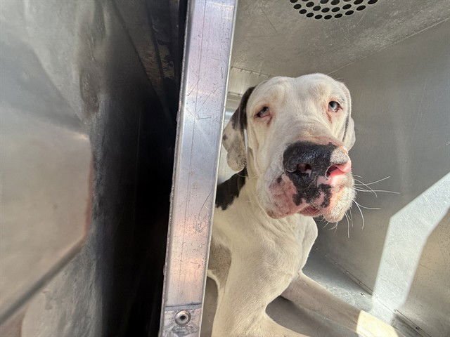 IVORY - Great Dane available for adoption