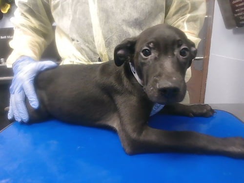 PAT BENATAR - Labrador Retriever available for adoption