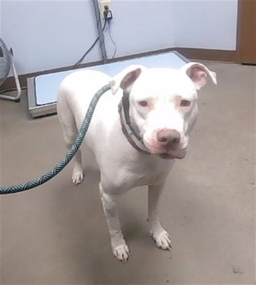 CLARABELL - American Pit Bull Terrier available for adoption