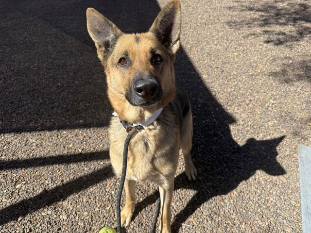 YURI - German Shepherd Dog available for adoption