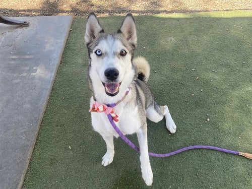 LUNA - Siberian Husky available for adoption