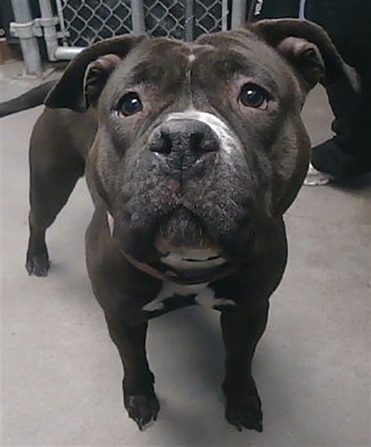 DROOPS - Staffordshire Bull Terrier available for adoption