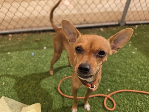 CHECHE - Chihuahua available for adoption