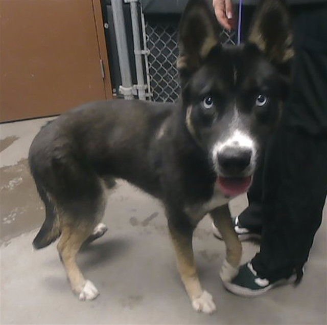 STORMTROOPER - German Shepherd Dog / Siberian Husky available for adoption