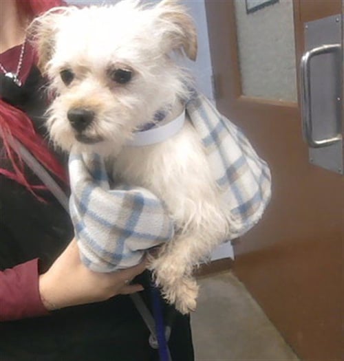 CHEESE - Cairn Terrier available for adoption