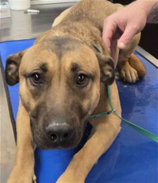 TULIP - German Shepherd Dog / American Pit Bull Terrier available for adoption