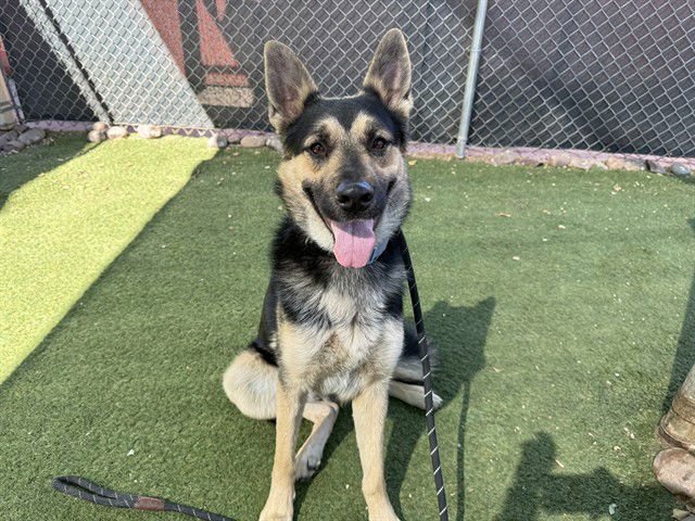 RUG - German Shepherd Dog available for adoption