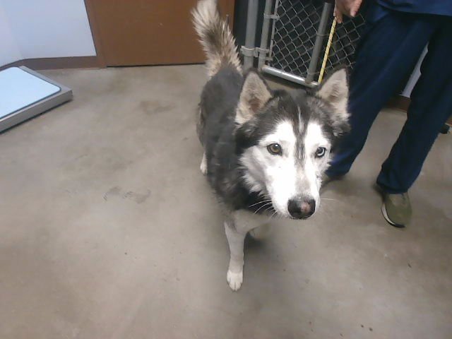 GERONIMO - Husky available for adoption