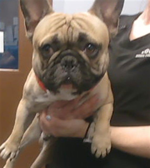 SALAMI - French Bulldog available for adoption