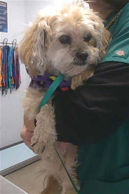 ROXY - Shih Tzu available for adoption