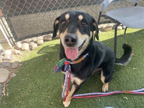 DOOFY - German Shepherd Dog / Doberman Pinscher available for adoption