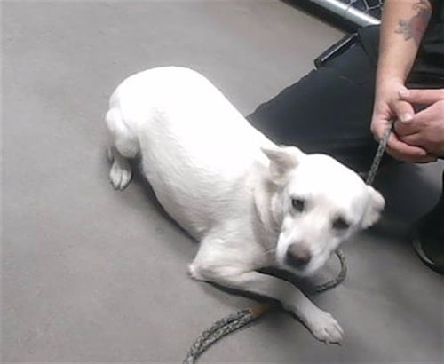 BILLIE - Rat Terrier available for adoption