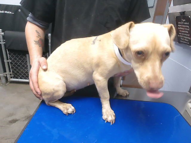 PINKY - Chihuahua available for adoption