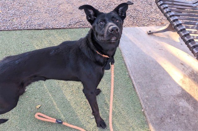 BINX - German Shepherd Dog / Labrador Retriever available for adoption