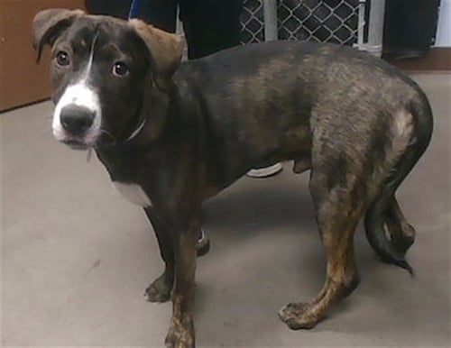 PICKLE PIE - Anatolian Shepherd available for adoption