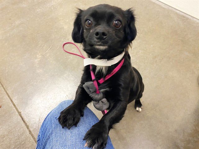 ANGELA - Chihuahua / Pug available for adoption