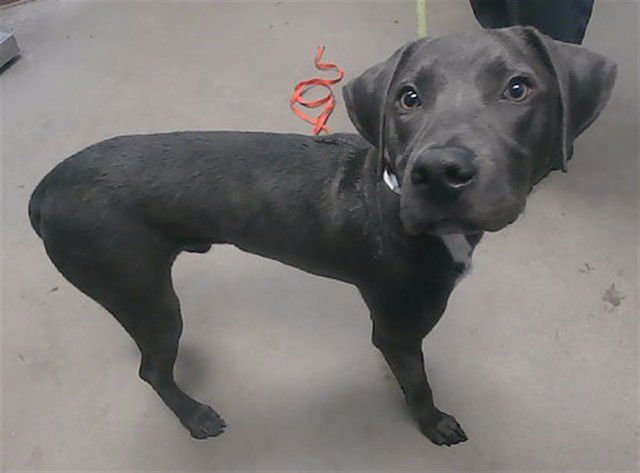 RIO - American Pit Bull Terrier available for adoption