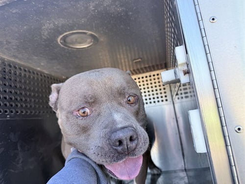 BULK - American Pit Bull Terrier available for adoption