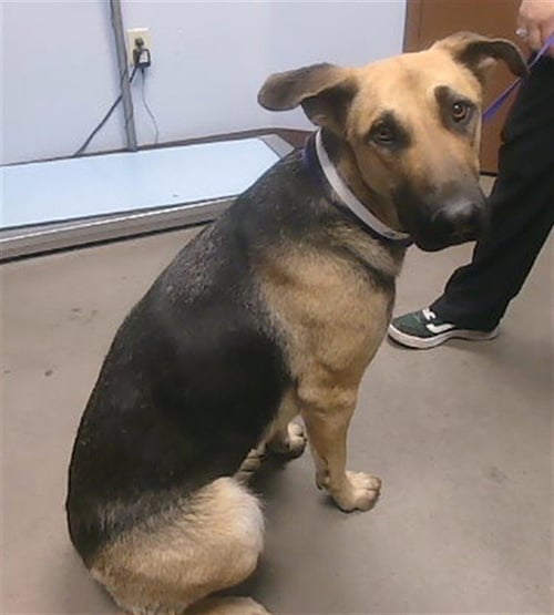 SPADE - German Shepherd Dog available for adoption