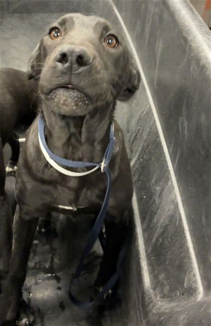 ATLAS - American Pit Bull Terrier available for adoption