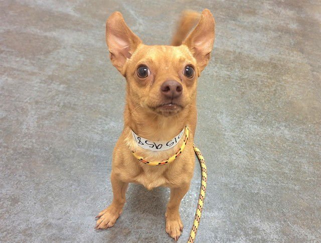 PIKMIN - Chihuahua available for adoption