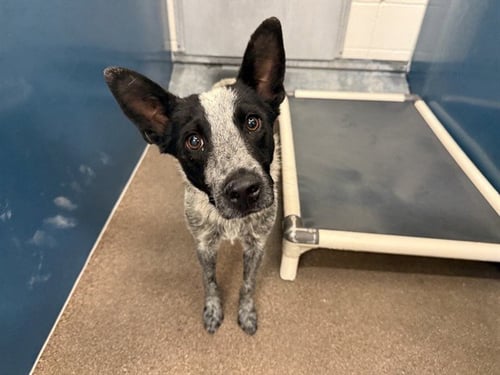 BROCCOLI - Queensland Heeler available for adoption