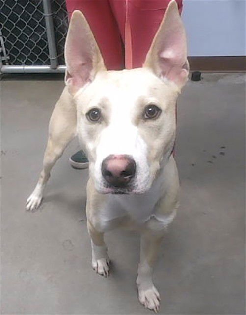 PETEY - American Pit Bull Terrier / Australian Cattle Dog/Blue Heeler available for adoption