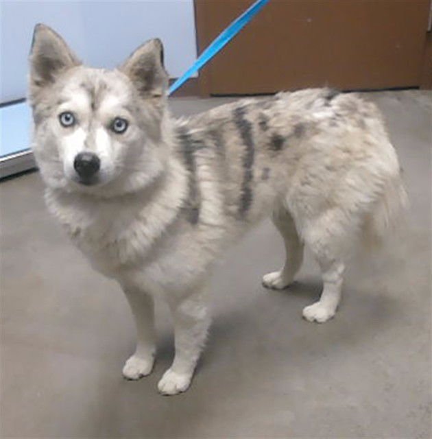 YUKI - Alaskan Klee Kai available for adoption