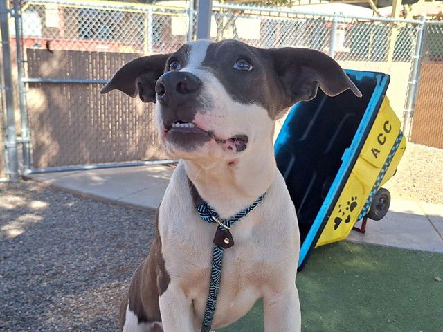 WILL - American Pit Bull Terrier available for adoption