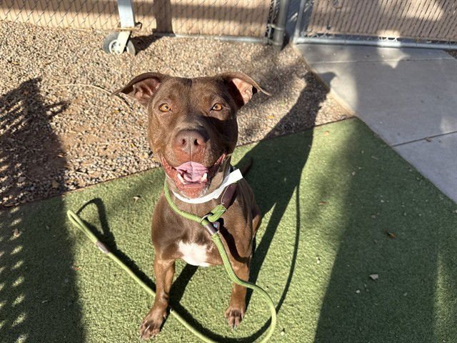 RINGO - American Pit Bull Terrier / Labrador Retriever available for adoption