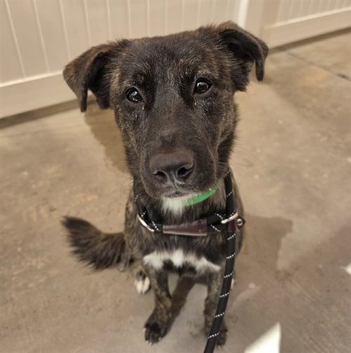 BUTTERFLY - Dutch Shepherd available for adoption