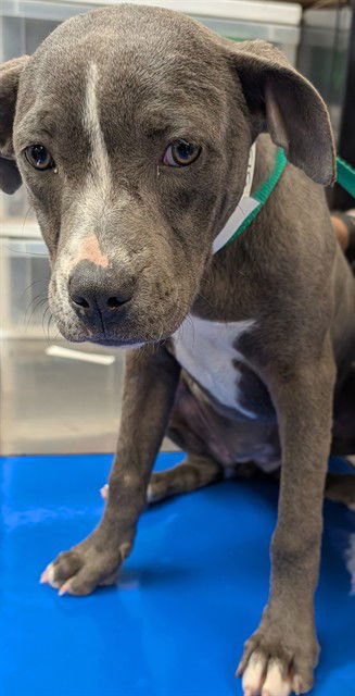 SNOW WHITE - American Pit Bull Terrier available for adoption