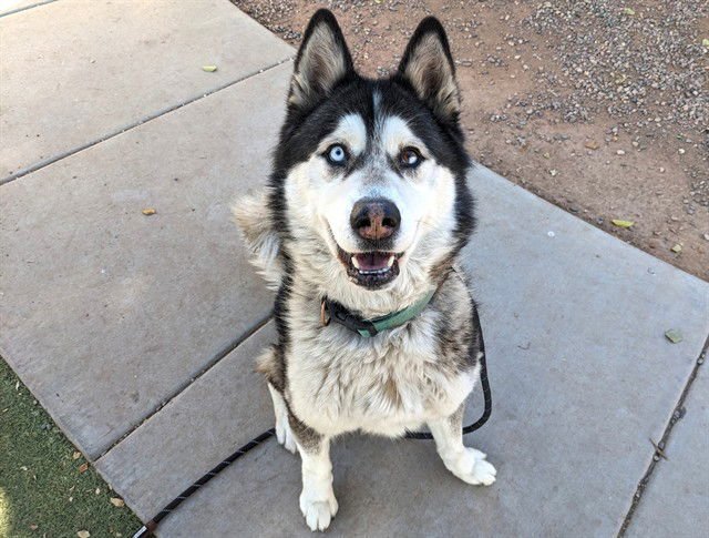 TIMONE - Husky available for adoption