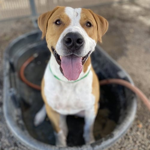 BACON - American Pit Bull Terrier available for adoption
