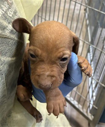 SIMBA - Dachshund / Doberman Pinscher available for adoption